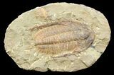 Acadoparadoxides Trilobite #58933-1